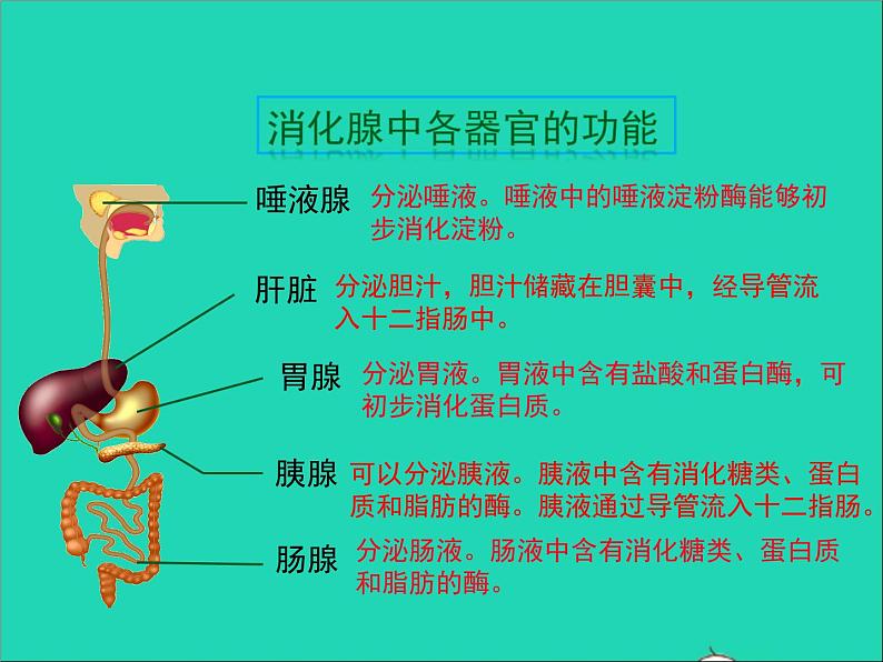 生物人教版七年级下册同步教学课件第4单元 生物圈中的人第2章人体的营养第2节消化和吸收第1课时人体的消化系统05