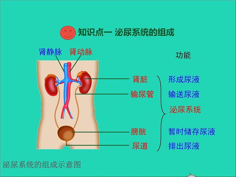 生物人教版七年级下册同步教学课件第4单元 生物圈中的人第5章人体内废物的排出04