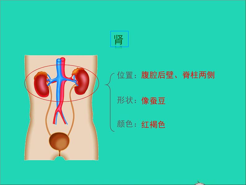 生物人教版七年级下册同步教学课件第4单元 生物圈中的人第5章人体内废物的排出06