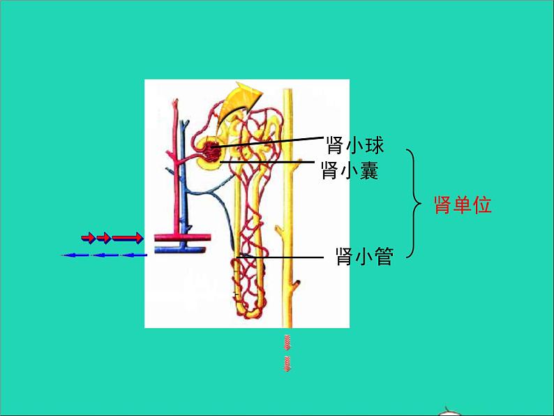 生物人教版七年级下册同步教学课件第4单元 生物圈中的人第5章人体内废物的排出08