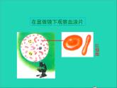 生物北师大版七年级下册同步教学课件第4单元 生物圈中的人第9章人体内的物质运输第1节血液2