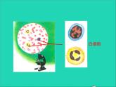 生物北师大版七年级下册同步教学课件第4单元 生物圈中的人第9章人体内的物质运输第1节血液2