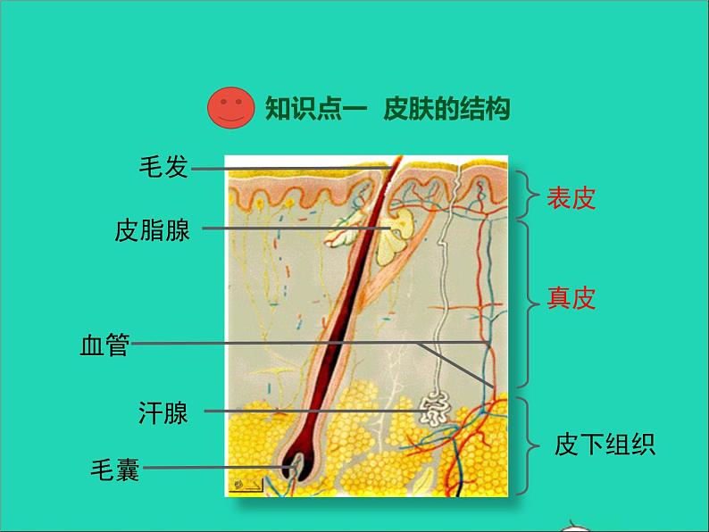 生物北师大版七年级下册同步教学课件第4单元 生物圈中的人第11章人体代谢废物的排出第3节皮肤与汗液分泌103