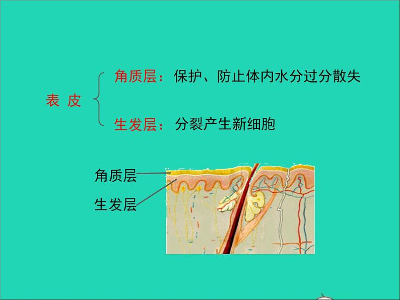 生物北师大版七年级下册同步教学课件第4单元 生物圈中的人第11章人体代谢废物的排出第3节皮肤与汗液分泌104