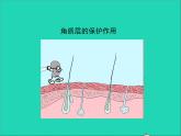 生物北师大版七年级下册同步教学课件第4单元 生物圈中的人第11章人体代谢废物的排出第3节皮肤与汗液分泌1