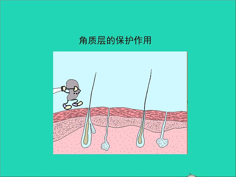 生物北师大版七年级下册同步教学课件第4单元 生物圈中的人第11章人体代谢废物的排出第3节皮肤与汗液分泌105