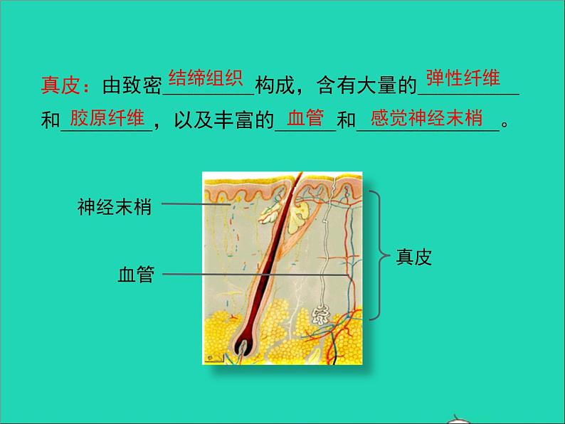 生物北师大版七年级下册同步教学课件第4单元 生物圈中的人第11章人体代谢废物的排出第3节皮肤与汗液分泌106