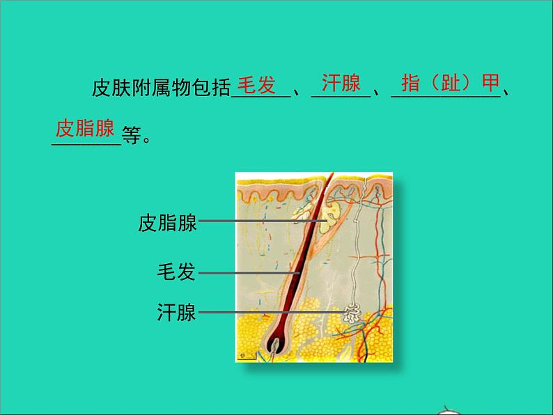 生物北师大版七年级下册同步教学课件第4单元 生物圈中的人第11章人体代谢废物的排出第3节皮肤与汗液分泌108