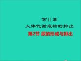 生物北师大版七年级下册同步教学课件第4单元 生物圈中的人第11章人体代谢废物的排出第2节尿的形成与排出1新版