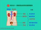 生物北师大版七年级下册同步教学课件第4单元 生物圈中的人第11章人体代谢废物的排出第2节尿的形成与排出1新版