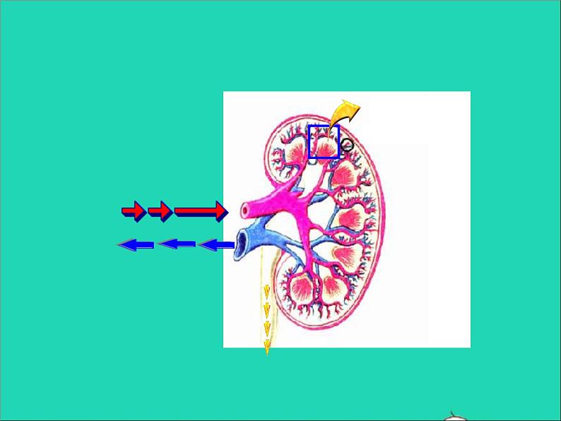 生物北师大版七年级下册同步教学课件第4单元 生物圈中的人第11章人体代谢废物的排出第2节尿的形成与排出1新版06