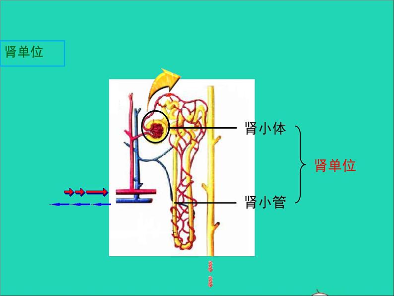 生物北师大版七年级下册同步教学课件第4单元 生物圈中的人第11章人体代谢废物的排出第2节尿的形成与排出1新版07