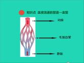 生物北师大版七年级下册同步教学课件第4单元 生物圈中的人第9章人体内的物质运输第2节血液循环第1课时血液流动的管道1