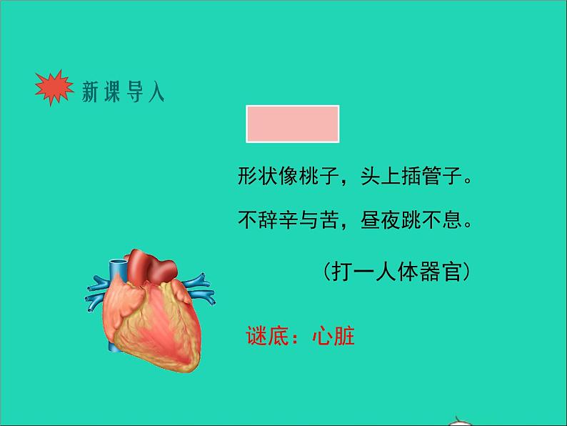 生物北师大版七年级下册同步教学课件第4单元 生物圈中的人第9章人体内的物质运输第2节血液循环第2课时心脏与血液循环1第2页