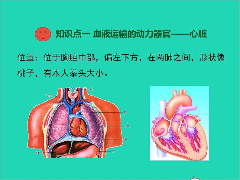 生物北师大版七年级下册同步教学课件第4单元 生物圈中的人第9章人体内的物质运输第2节血液循环第2课时心脏与血液循环1第3页