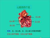 生物北师大版七年级下册同步教学课件第4单元 生物圈中的人第9章人体内的物质运输第2节血液循环第2课时心脏与血液循环1