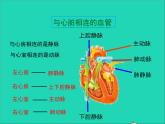 生物北师大版七年级下册同步教学课件第4单元 生物圈中的人第9章人体内的物质运输第2节血液循环第2课时心脏与血液循环1