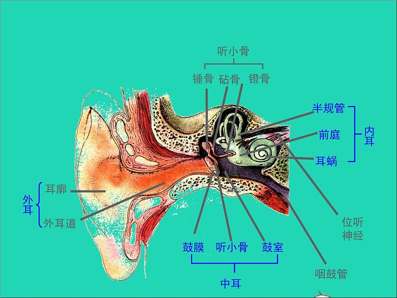 生物北师大版七年级下册同步教学课件第4单元 生物圈中的人第12章人体的自我调节第2节感受器和感觉器官第2课时听觉其他感受器106