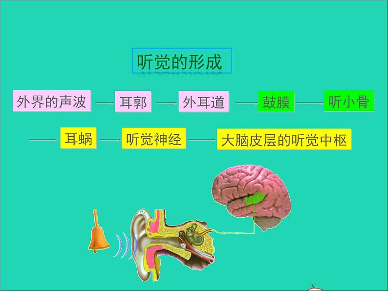 生物北师大版七年级下册同步教学课件第4单元 生物圈中的人第12章人体的自我调节第2节感受器和感觉器官第2课时听觉其他感受器108