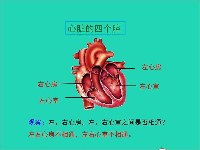 生物北师大版七年级下册同步教学课件第4单元 生物圈中的人第9章人体内的物质运输第2节血液循环第2课时心脏与血液循环204