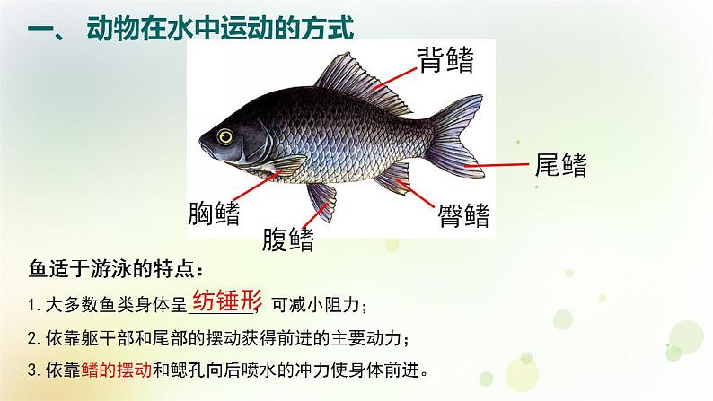 15.1.1动物运动的方式 课件-北师大版八年级生物上册第5页