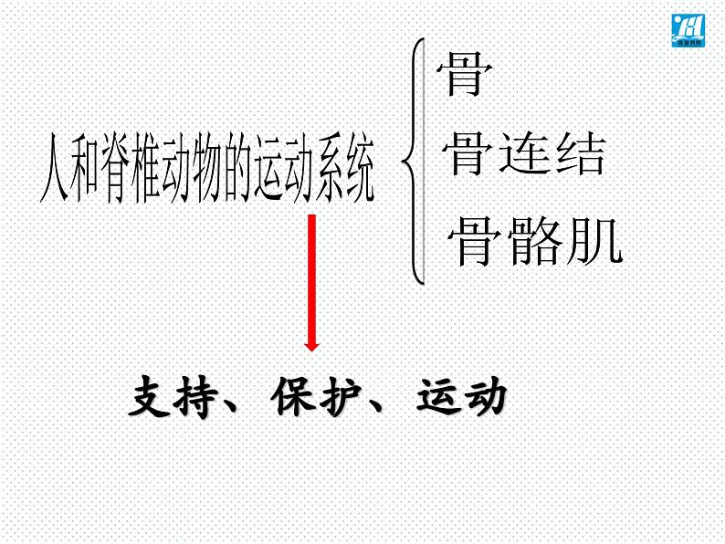 第15章 第2节 动物运动的形成-2021-2022学年八年级上册初二生物【名校培优课堂】同步教学课件（北师大版）第4页