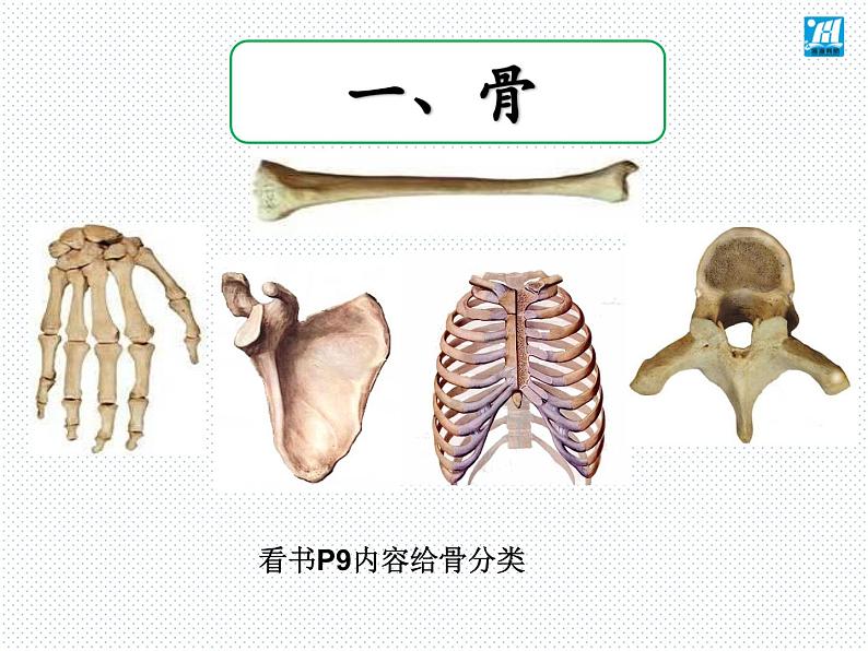 第15章 第2节 动物运动的形成-2021-2022学年八年级上册初二生物【名校培优课堂】同步教学课件（北师大版）第5页