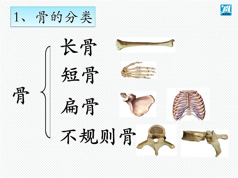 第15章 第2节 动物运动的形成-2021-2022学年八年级上册初二生物【名校培优课堂】同步教学课件（北师大版）第6页