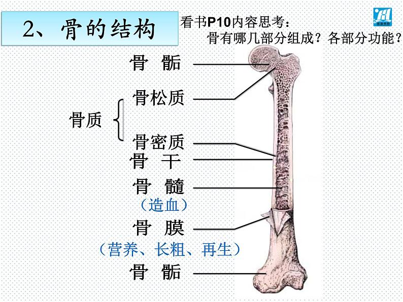 第15章 第2节 动物运动的形成-2021-2022学年八年级上册初二生物【名校培优课堂】同步教学课件（北师大版）第7页