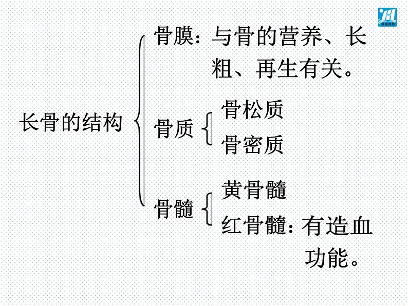 第15章 第2节 动物运动的形成-2021-2022学年八年级上册初二生物【名校培优课堂】同步教学课件（北师大版）第8页