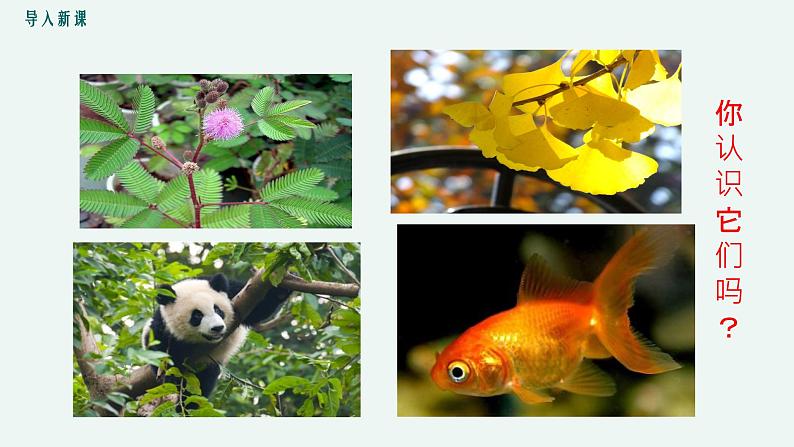 1.1 形形色色的生物 课件 初中生物北师大版 七年级上册第3页