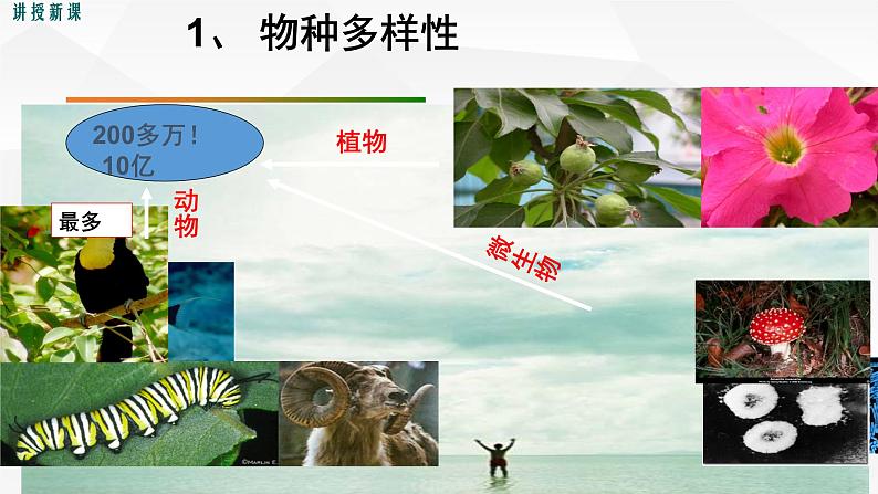 1.1 形形色色的生物 课件 初中生物北师大版 七年级上册第7页