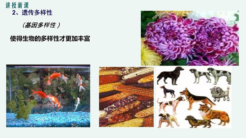 1.1 形形色色的生物 课件 初中生物北师大版 七年级上册第8页