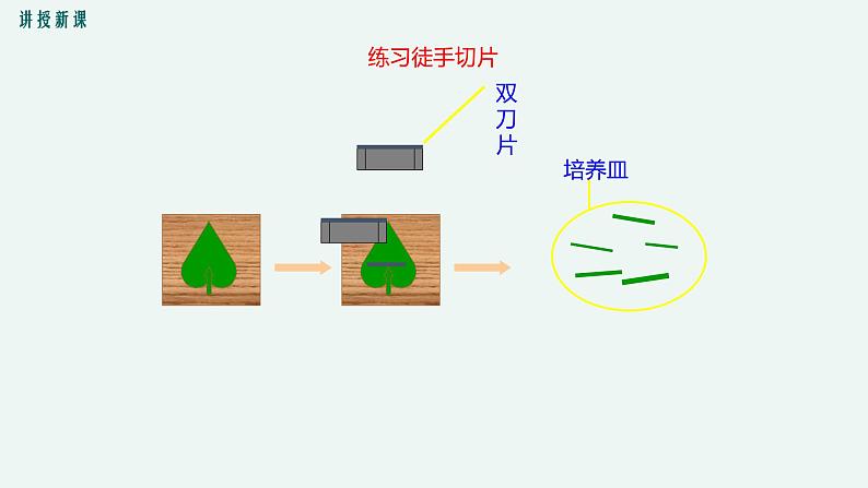 5.1 光合作用（第2课时） 光合作用的原理和应用 课件 初中生物北师大版 七年级上册05