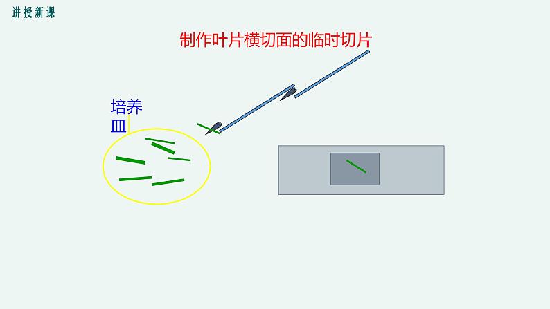 5.1 光合作用（第2课时） 光合作用的原理和应用 课件 初中生物北师大版 七年级上册06