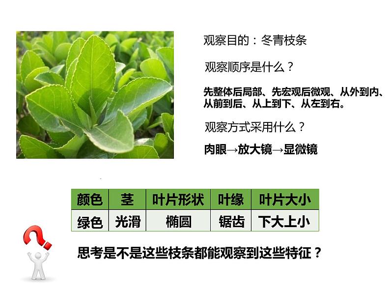 初中生物冀少版 七年级上册 1.1.2 学会观察 课件03