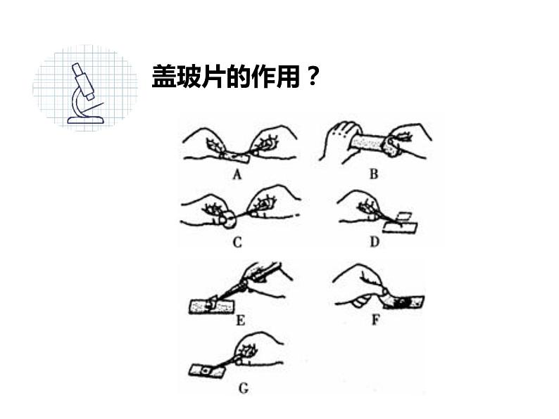 初中生物冀少版 七年级上册 1.1.2 学会观察 课件08