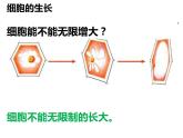 初中生物冀少版 七年级上册 1.2.1 细胞的分裂与生长 课件