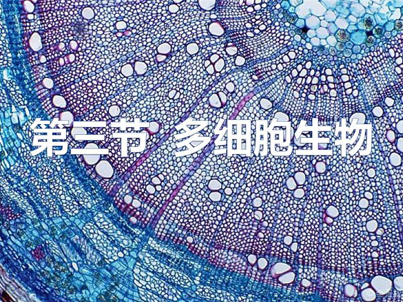 初中生物冀少版 七年级上册 1.2.3 多细胞生物体 课件第1页