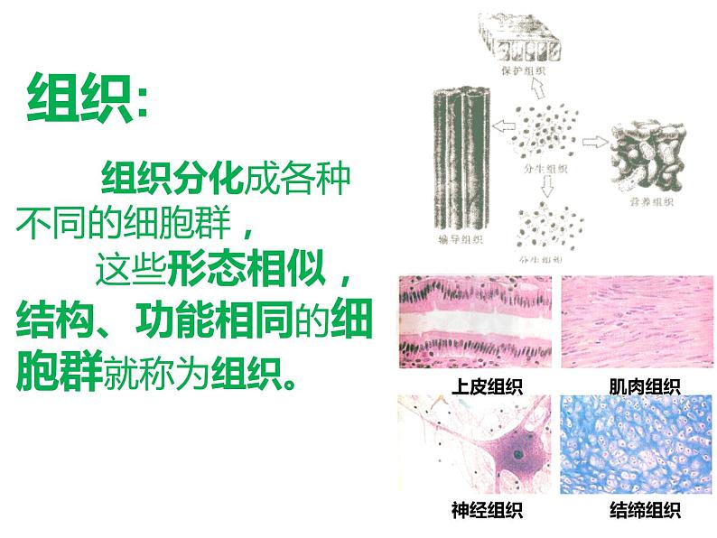 初中生物冀少版 七年级上册 1.2.3 多细胞生物体 课件第2页