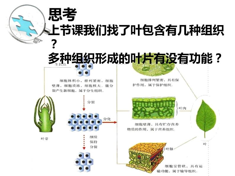 初中生物冀少版 七年级上册 1.2.3 多细胞生物体 课件第4页