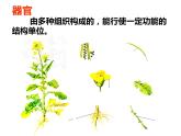 初中生物冀少版 七年级上册 1.2.3 多细胞生物体 课件