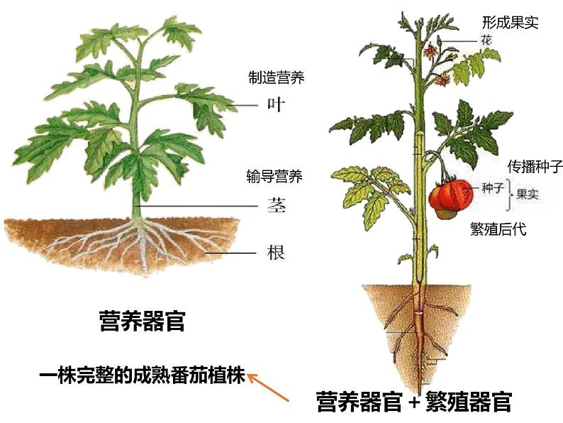 初中生物冀少版 七年级上册 1.2.3 多细胞生物体 课件第6页