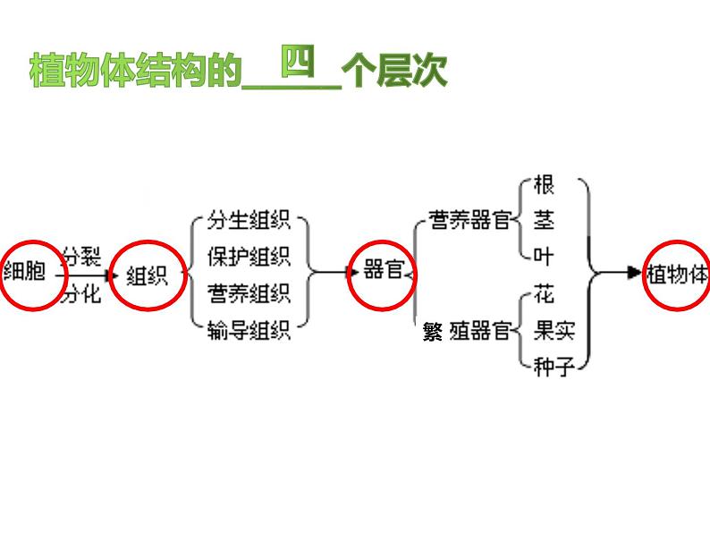 初中生物冀少版 七年级上册 1.2.3 多细胞生物体 课件第7页