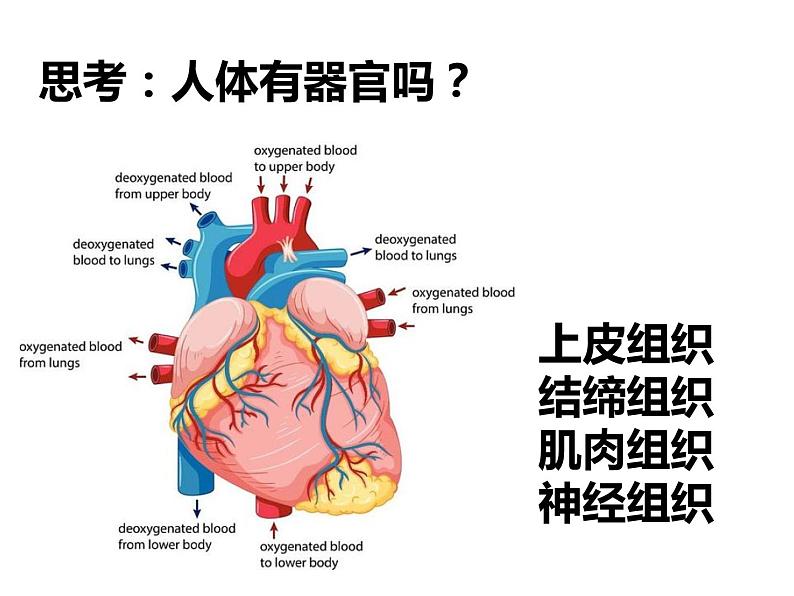 初中生物冀少版 七年级上册 1.2.3 多细胞生物体 课件第8页