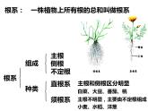 初中生物冀少版 七年级上册 1.3.1 在实验室里观察植物 课件