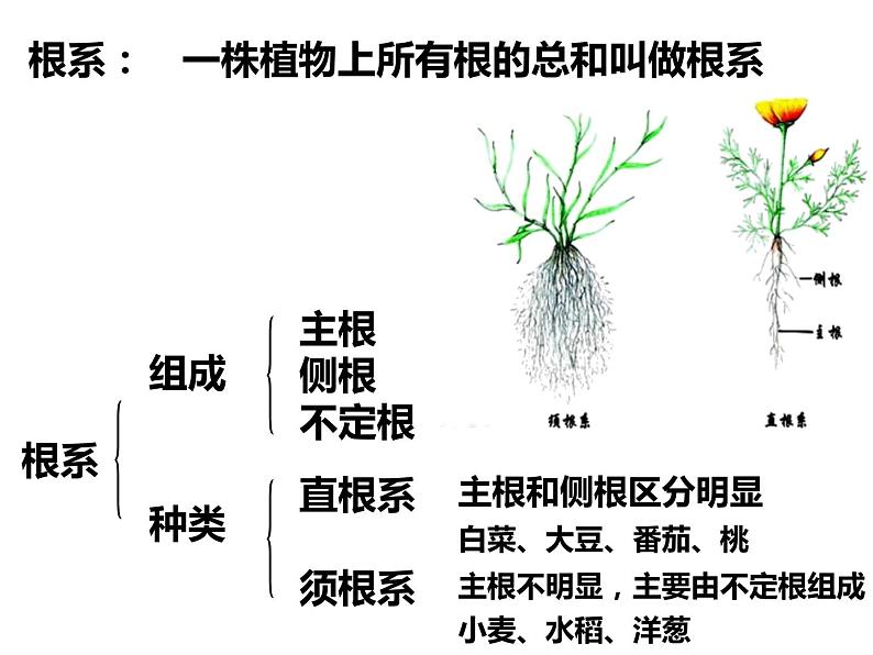 初中生物冀少版 七年级上册 1.3.1 在实验室里观察植物 课件04