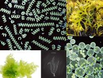 2020-2021学年第三节  藻类植物多媒体教学ppt课件