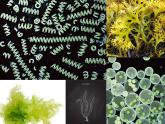 初中生物冀少版 七年级上册 1.3.3 藻类植物  课件