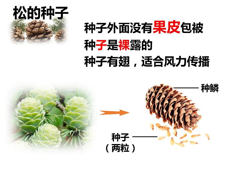 初中生物冀少版 七年级上册 1.3.5 裸子植物 课件08